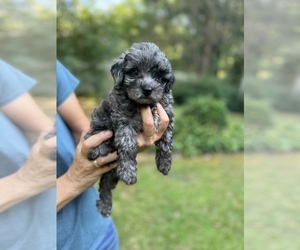 Maltipoo Puppy for sale in CANTON, GA, USA