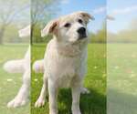 Small #6 Golden Pyrenees