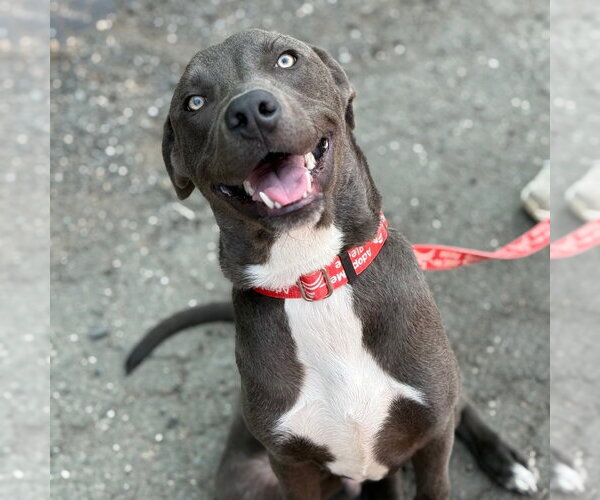 Medium Photo #2 Mutt Puppy For Sale in Canton, CT, USA