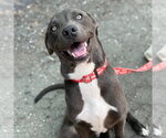 Small #1 Mutt