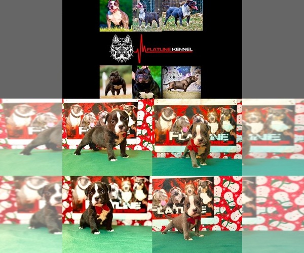 Medium Photo #1 American Bully Puppy For Sale in PALMYRA, NJ, USA