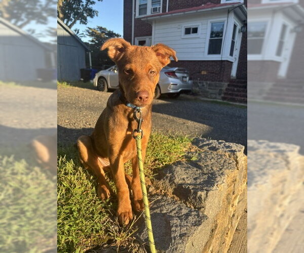Medium Photo #2 Labrador Retriever-Retriever  Mix Puppy For Sale in Jenkintown, PA, USA