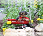 Small #5 Yorkshire Terrier