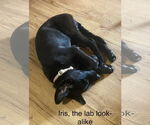 Small Photo #3 Shepradors Puppy For Sale in Winter Park, CO, USA