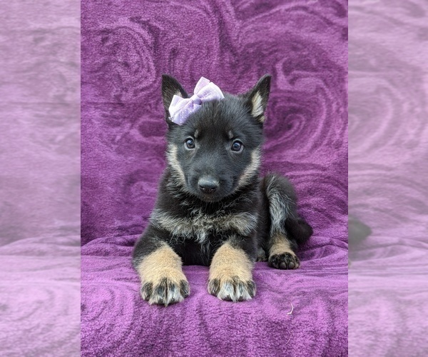 Medium Photo #6 German Shepherd Dog Puppy For Sale in NEW PROVIDENCE, PA, USA