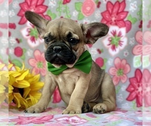 French Bulldog Puppy for sale in RISING SUN, MD, USA