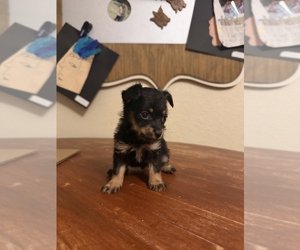 Medium Photo #3 Yorkiepoo mix (+ Poodle Toy) Puppy For Sale in RIPLEY, MS, USA