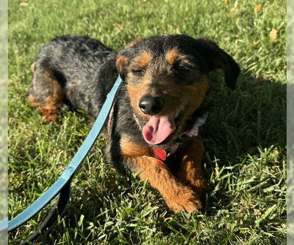 Medium Photo #2 Australian Terrier-Dachshund Mix Puppy For Sale in Oakley, CA, USA