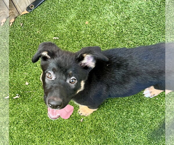 Medium Photo #3 Mutt Puppy For Sale in Mission Viejo, CA, USA