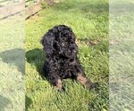 Small #2 Aussiedoodle