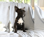 Small Photo #23 French Bulldog Puppy For Sale in LIBERTY, KY, USA