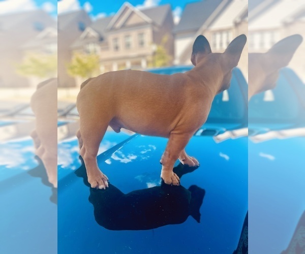 Medium Photo #7 French Bulldog Puppy For Sale in ALPHARETTA, GA, USA