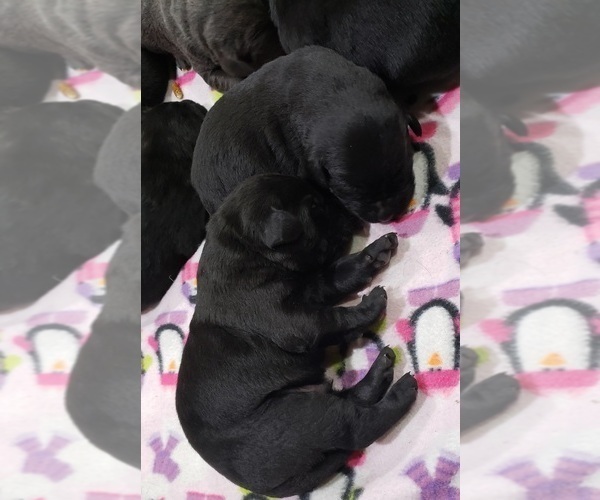 Medium Photo #2 Labrador Retriever Puppy For Sale in OLYMPIA, WA, USA