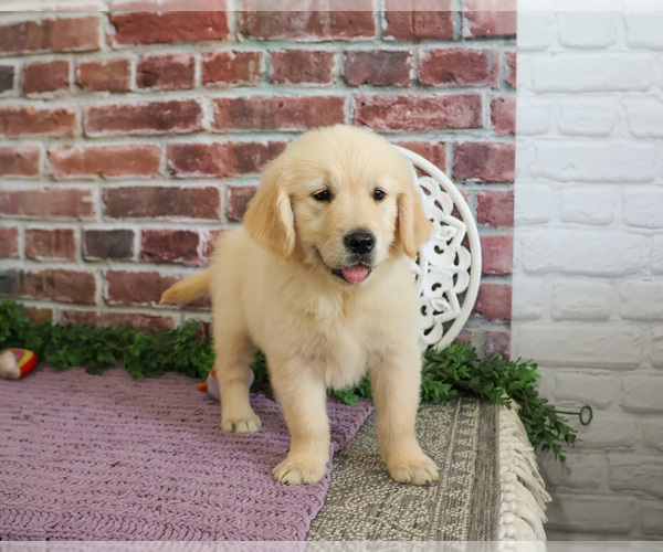 Medium Photo #2 Golden Retriever Puppy For Sale in SYRACUSE, IN, USA