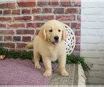 Small #1 Golden Retriever