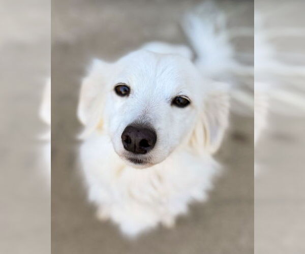 Medium Photo #5 Colonial Cocker Spaniel-Papillon Mix Puppy For Sale in Corona, CA, USA