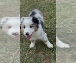 Small Photo #20 Miniature American Shepherd Puppy For Sale in HURT, VA, USA