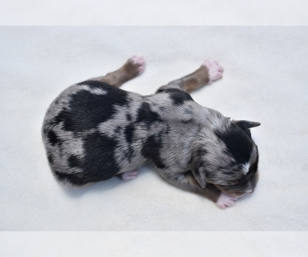 Medium Photo #7 Miniature Australian Shepherd Puppy For Sale in PALM COAST, FL, USA