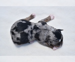 Small #6 Miniature Australian Shepherd