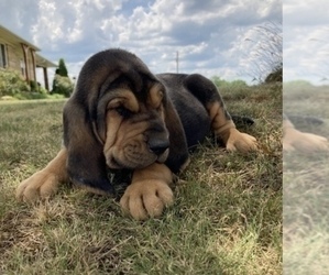 Bloodhound Puppy for sale in COLLINSVILLE, AL, USA