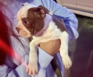 Boston Terrier Puppy for sale in MURRIETA, CA, USA
