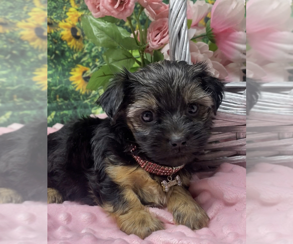 Medium Photo #2 Shorkie Tzu Puppy For Sale in SELLERSBURG, IN, USA
