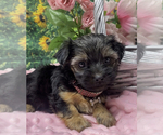 Small #1 Shorkie Tzu
