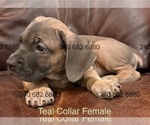 Small Photo #16 Cane Corso Puppy For Sale in LA PLATA, MD, USA