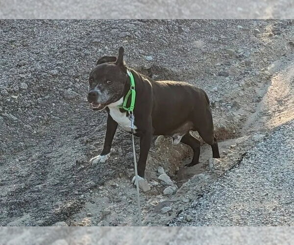 Medium Photo #2 American Staffordshire Terrier-Unknown Mix Puppy For Sale in Chandler, AZ, USA