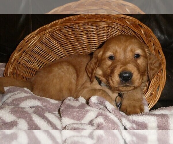 Medium Photo #1 Golden Retriever Puppy For Sale in WOLCOTT, VT, USA