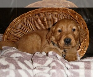 Golden Retriever Litter for sale in WOLCOTT, VT, USA