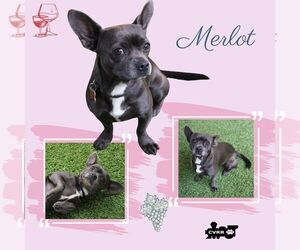 French Bulldog Mix Dog for Adoption in Lindsay, California USA