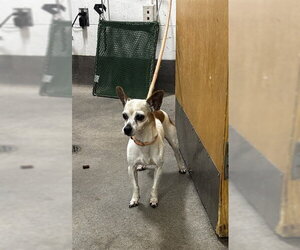 Chihuahua Dogs for adoption in Forestville, MD, USA