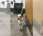 Small Chihuahua
