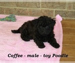 Small #3 Poodle (Toy)