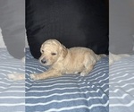 Puppy Puppy 8 Labradoodle