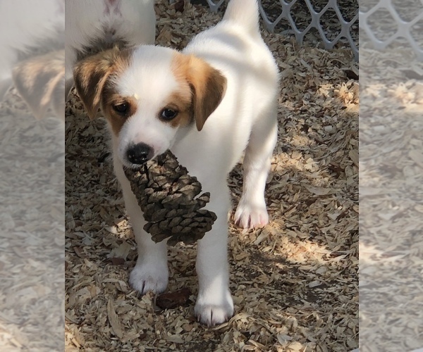 Medium Photo #17 Jack Russell Terrier Puppy For Sale in MABLETON, GA, USA