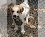 Small Photo #17 Jack Russell Terrier Puppy For Sale in MABLETON, GA, USA