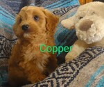 Small Photo #3 Cavachon-Poodle (Miniature) Mix Puppy For Sale in FREWSBURG, NY, USA