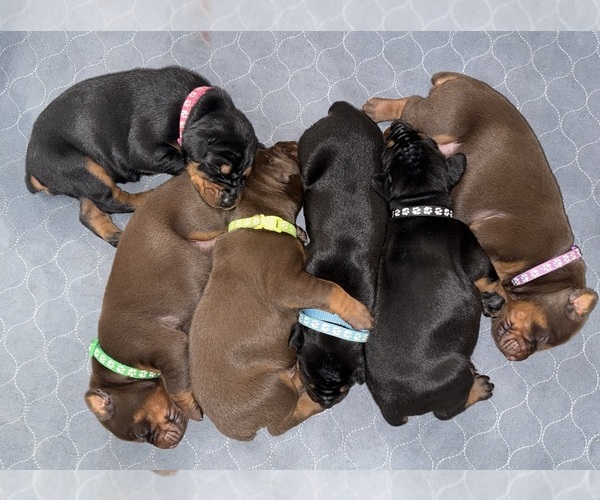 Medium Photo #1 Doberman Pinscher Puppy For Sale in COOKEVILLE, TN, USA