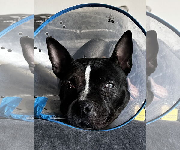 Medium Photo #4 American Staffordshire Terrier-Boston Terrier Mix Puppy For Sale in North Olmsted, OH, USA