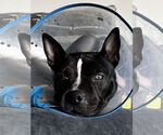 Small #3 American Staffordshire Terrier-Boston Terrier Mix