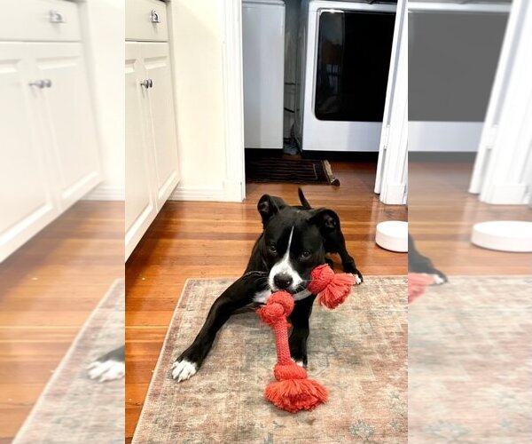 Medium Photo #4 American Staffordshire Terrier-Boxer Mix Puppy For Sale in San Juan Capistrano, CA, USA