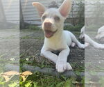 Small Huskies  Mix