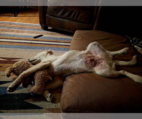 Medium Photo #5 Huskies -Unknown Mix Puppy For Sale in Sandy, UT, USA