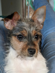 Chorkie Puppy for sale in ROCK HILL, SC, USA