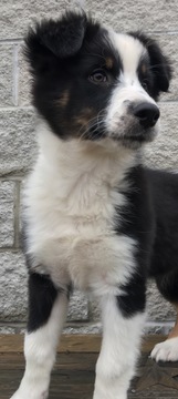 Medium Photo #32 Australian Shepherd Puppy For Sale in ARBA, IN, USA