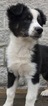 Small Photo #32 Australian Shepherd Puppy For Sale in ARBA, IN, USA