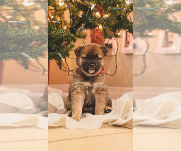 Medium Photo #1 Shiba Inu Puppy For Sale in NORTHRIDGE, CA, USA