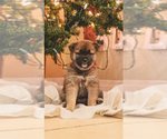 Small Photo #1 Shiba Inu Puppy For Sale in NORTHRIDGE, CA, USA